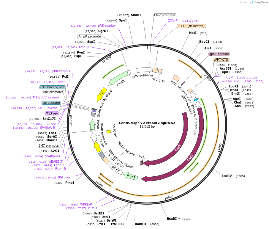 258336-plasmid-map-sequence-id-514835