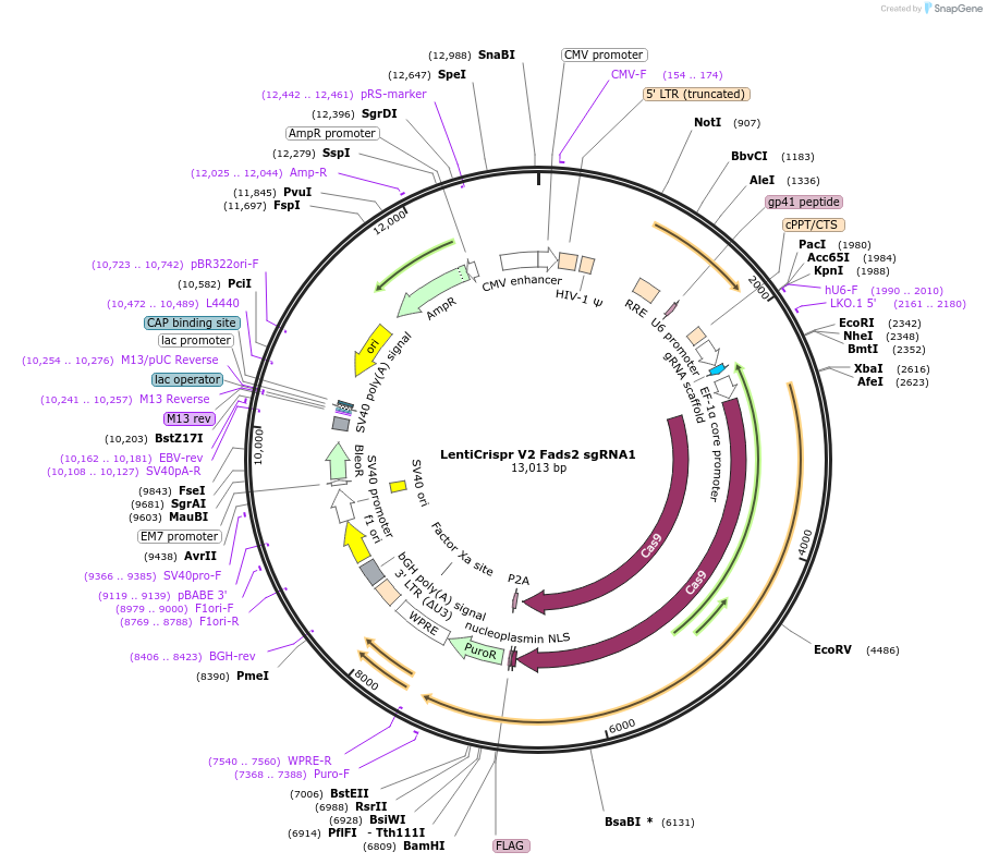 258338-plasmid-map-sequence-id-514838