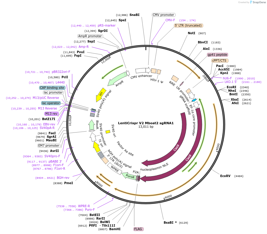258333-plasmid-map-sequence-id-514844