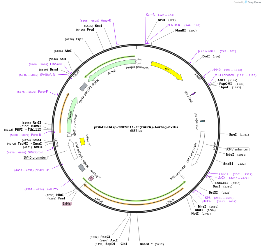 156700-plasmid-map-sequence-id-514845