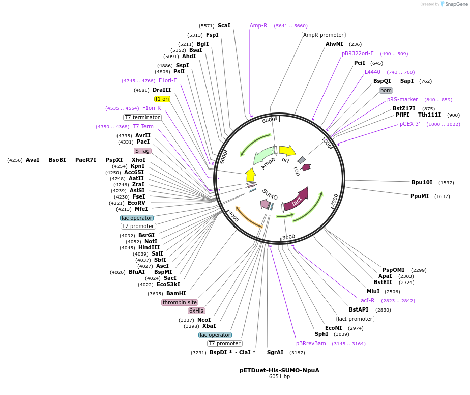 257734-plasmid-map-sequence-id-514849