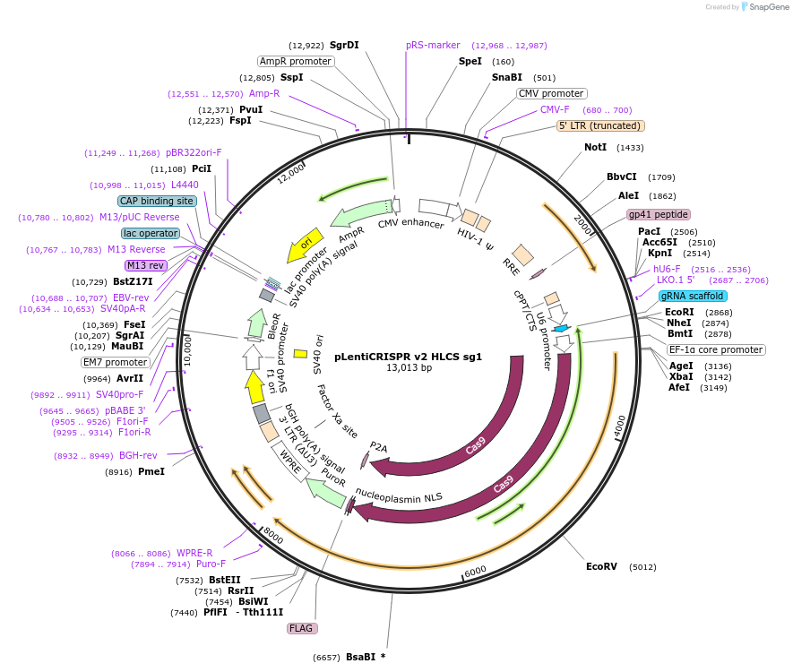 258096-plasmid-map-sequence-id-514855