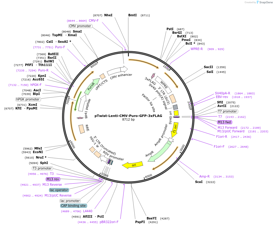 258085-plasmid-map-sequence-id-514856