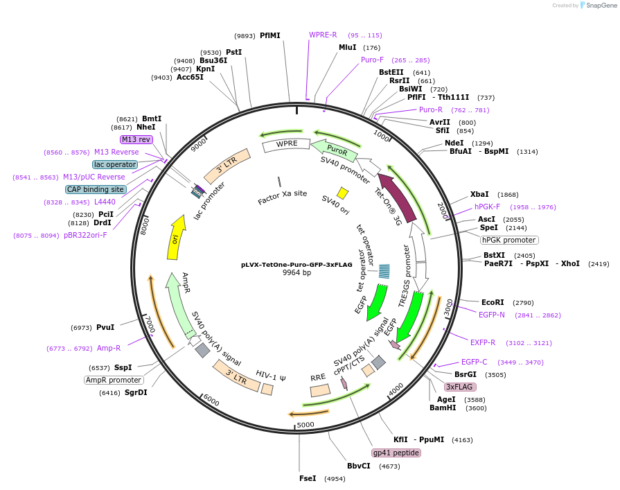 258081-plasmid-map-sequence-id-514857
