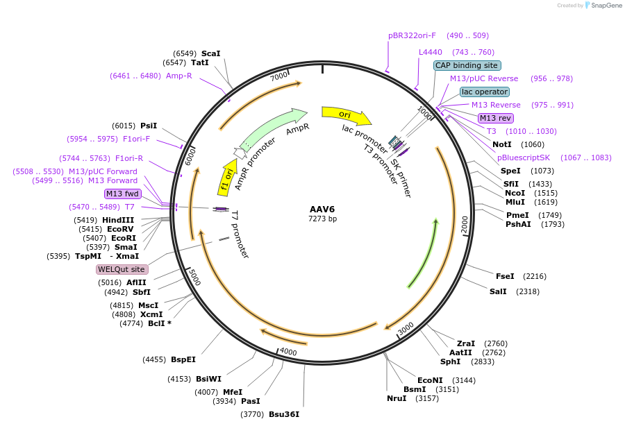258370-plasmid-map-sequence-id-514870