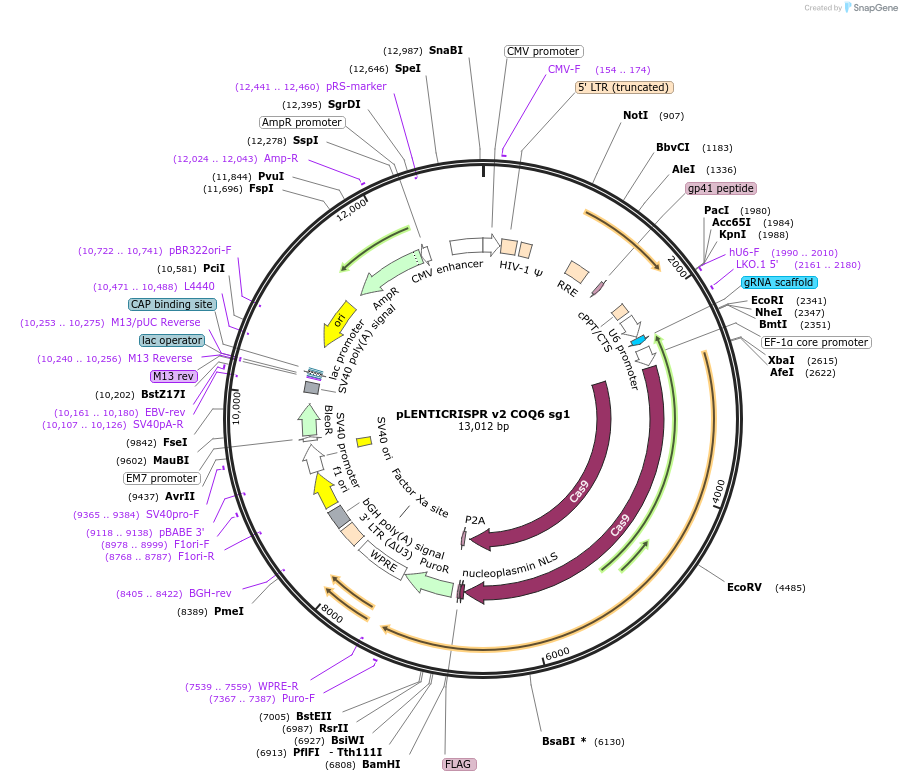 258061-plasmid-map-sequence-id-514884