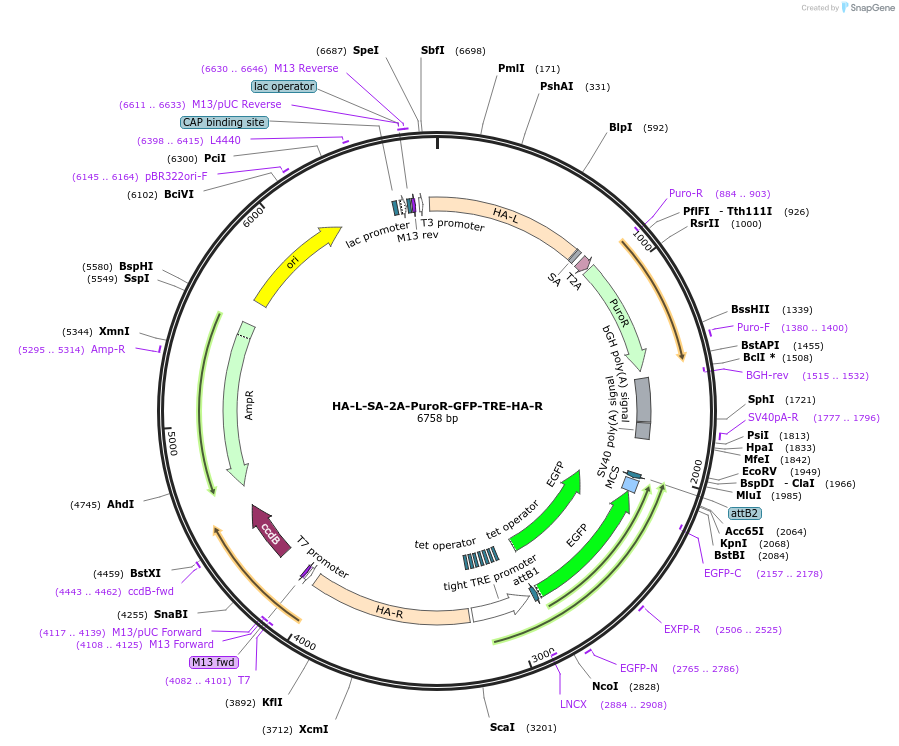 258166-plasmid-map-sequence-id-514893