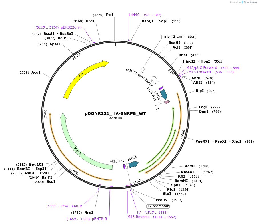 258275-plasmid-map-sequence-id-514901