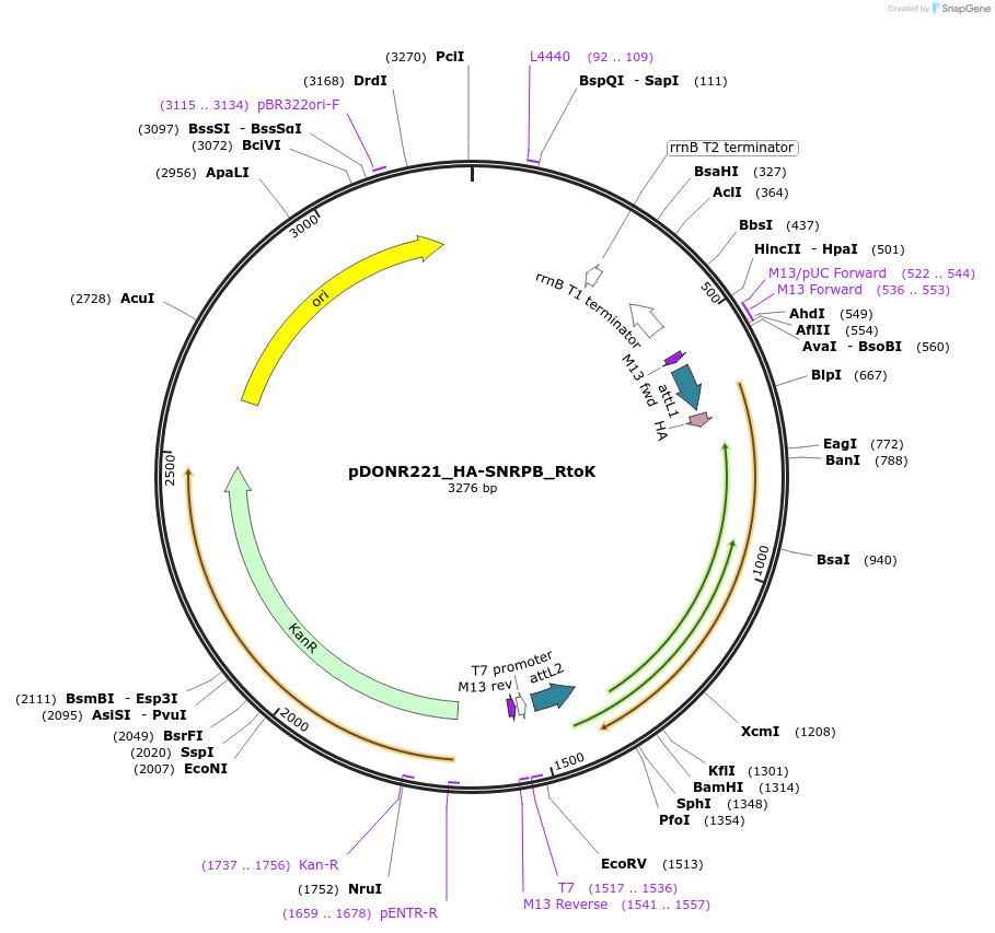 258276-plasmid-map-sequence-id-514902