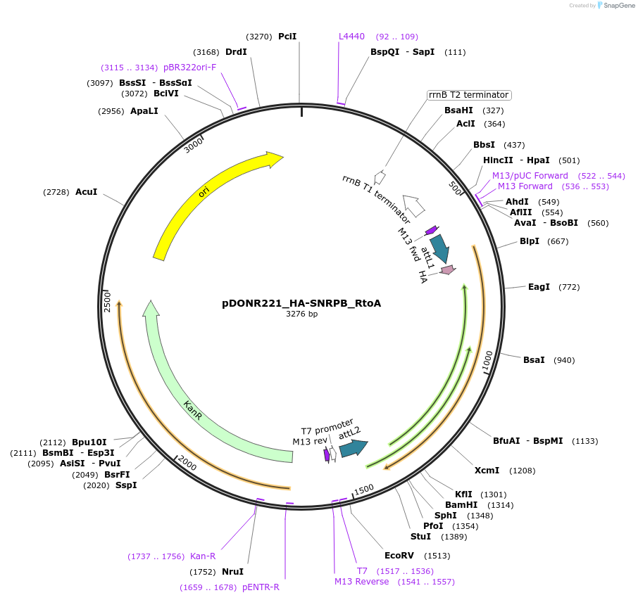 258277-plasmid-map-sequence-id-514903