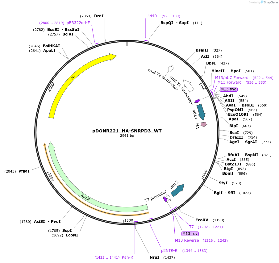 258278-plasmid-map-sequence-id-514904
