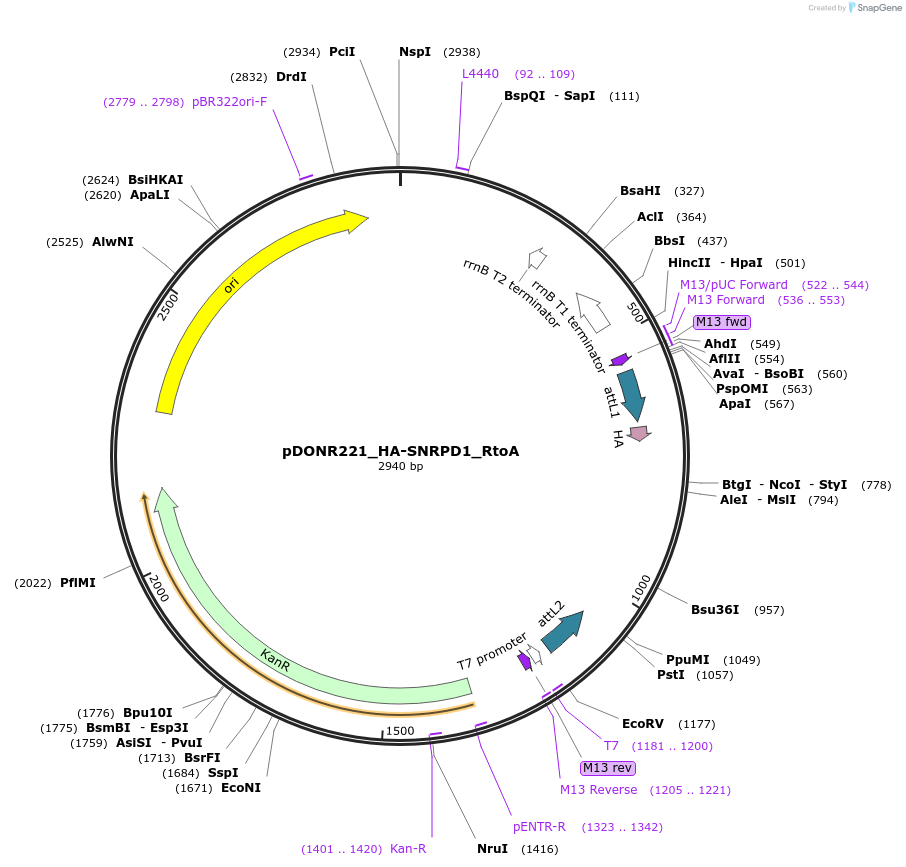 258283-plasmid-map-sequence-id-514907