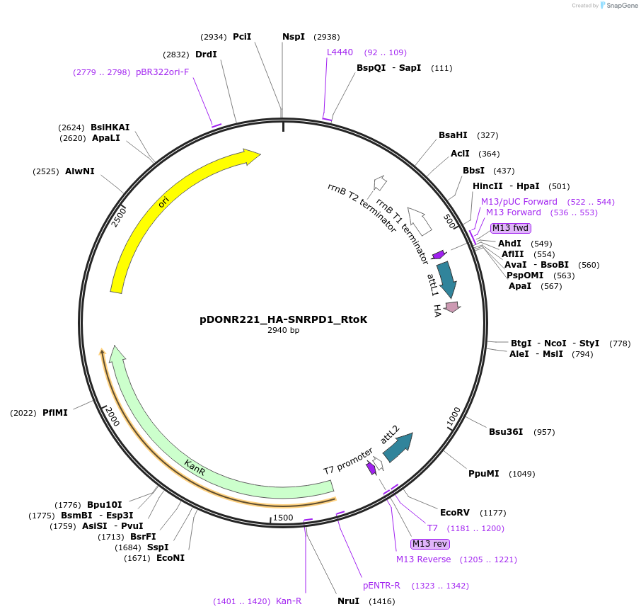 258282-plasmid-map-sequence-id-514908