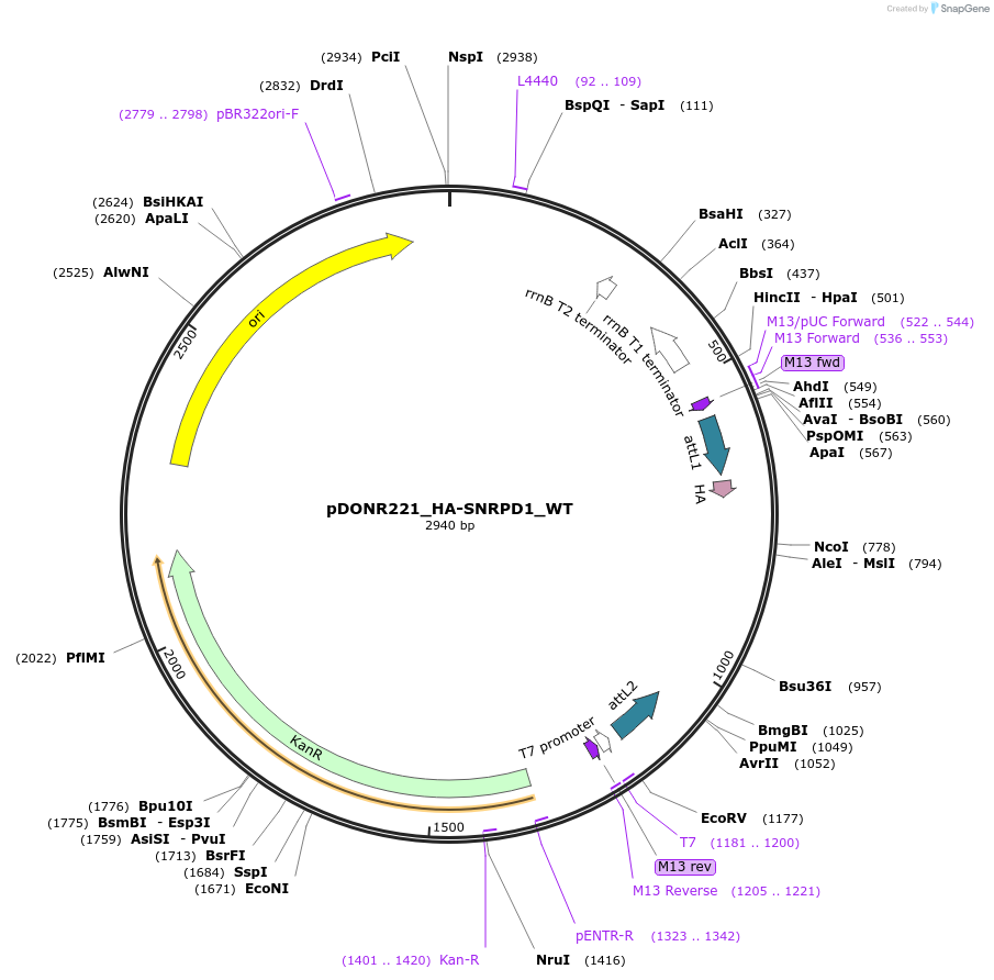 258281-plasmid-map-sequence-id-514909