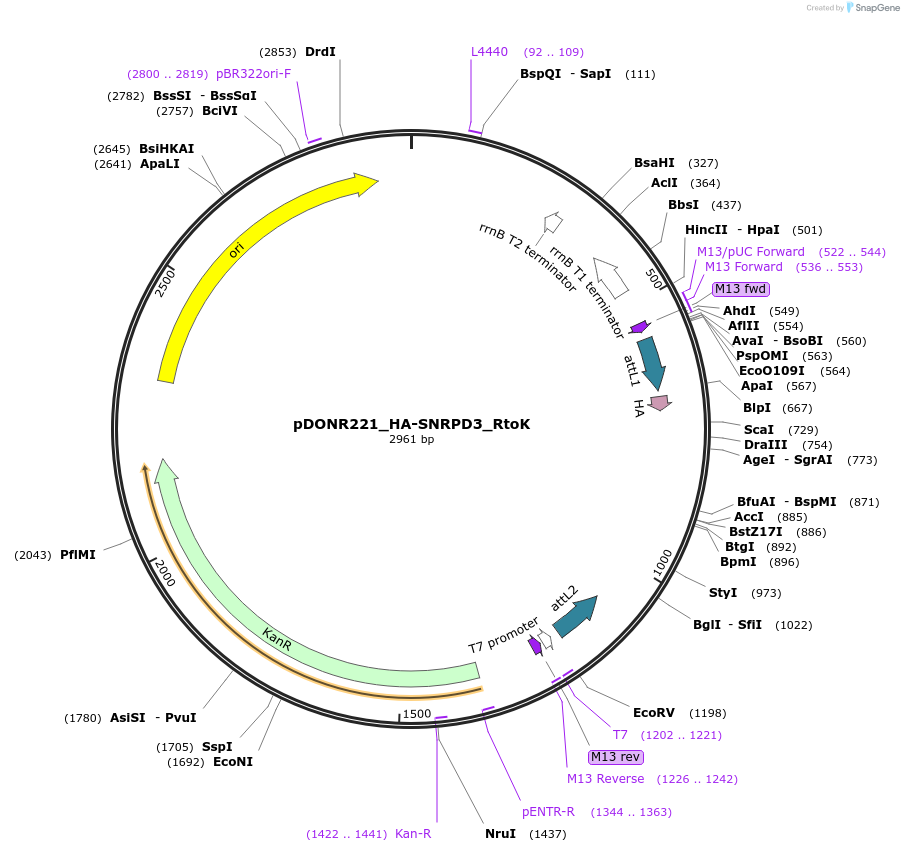 258279-plasmid-map-sequence-id-514913