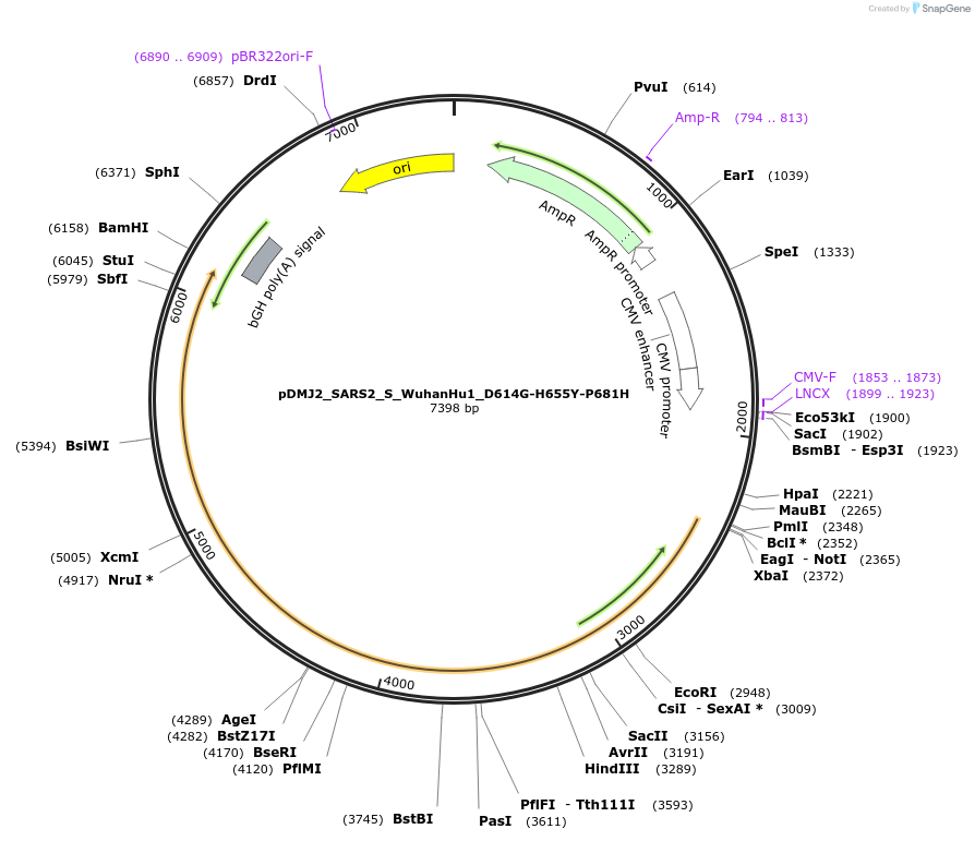 257069-plasmid-map-sequence-id-514936