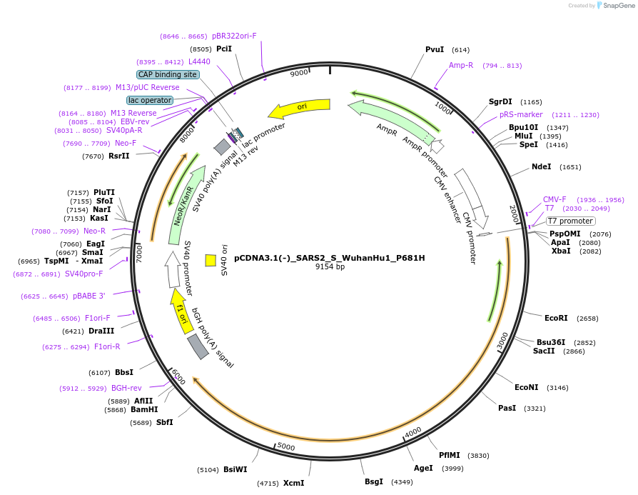 257080-plasmid-map-sequence-id-514941