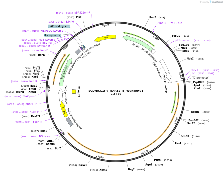 257075-plasmid-map-sequence-id-514949