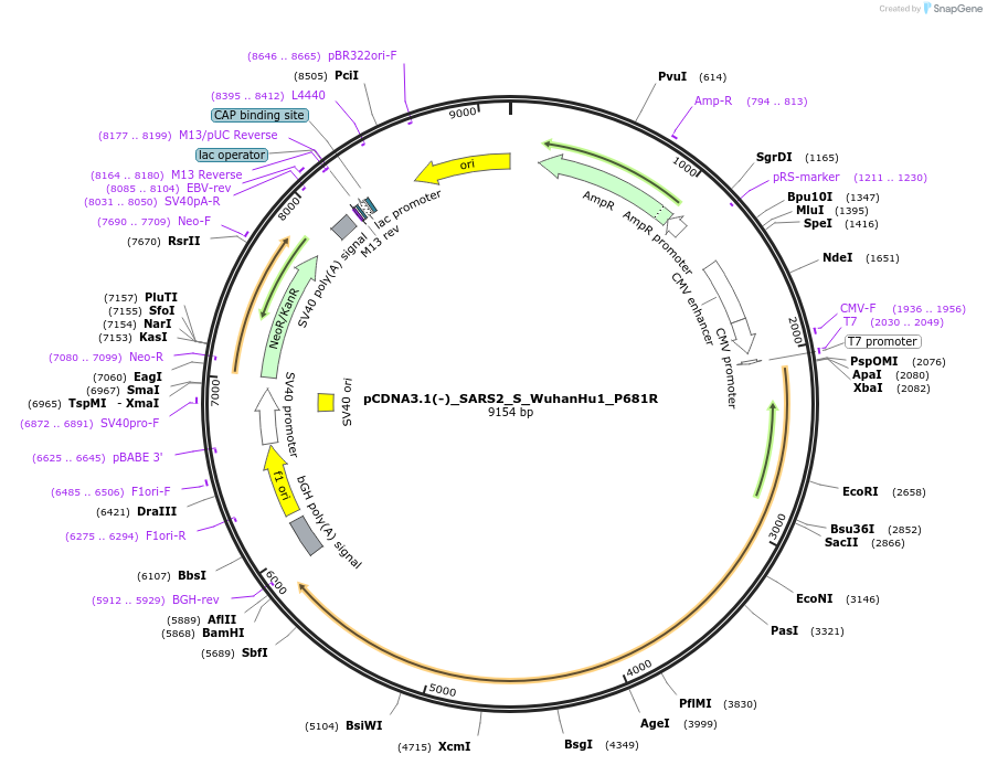 257085-plasmid-map-sequence-id-514951