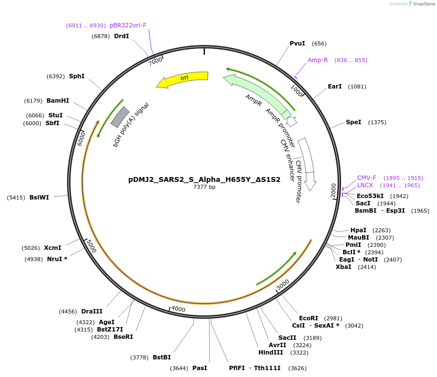 257060-plasmid-map-sequence-id-514963