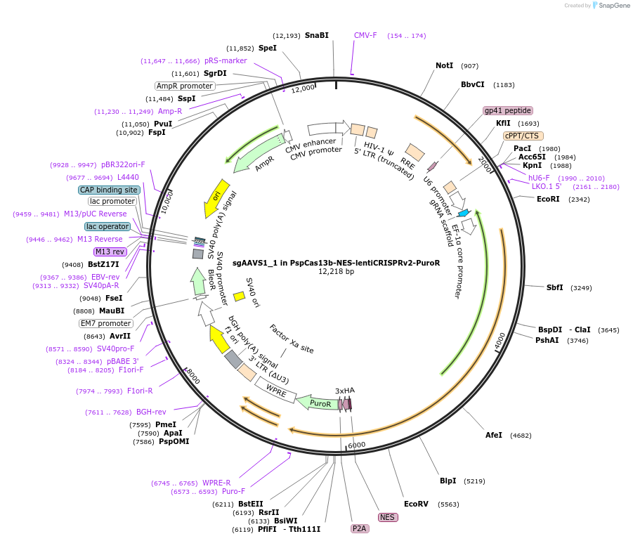 255846-plasmid-map-sequence-id-514964