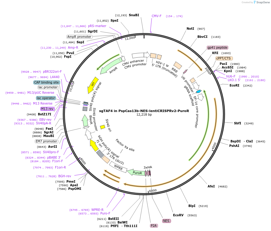 255853-plasmid-map-sequence-id-514965