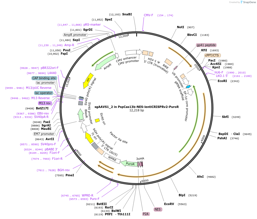 255847-plasmid-map-sequence-id-514969