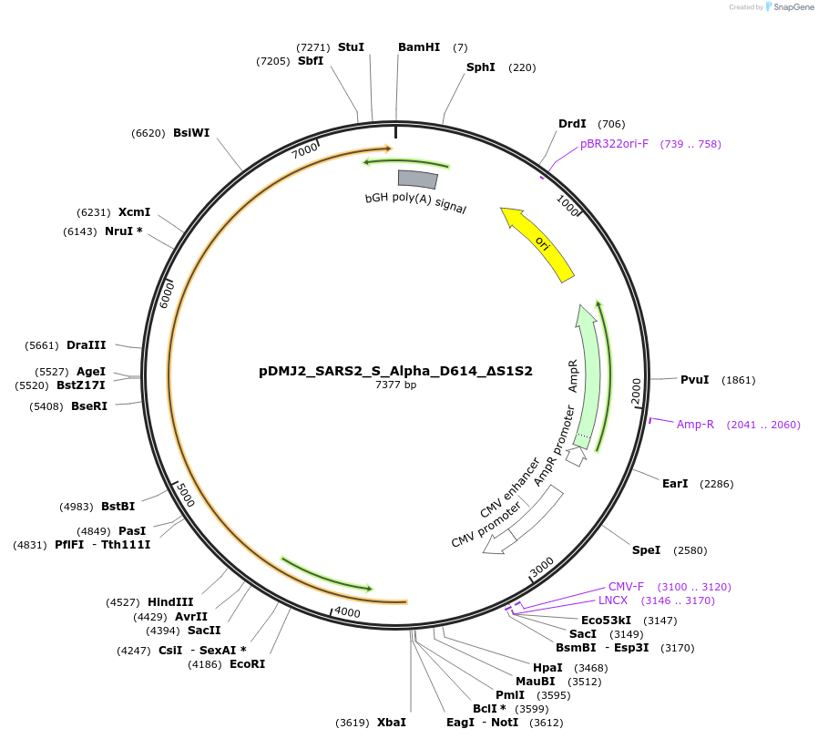 257058-plasmid-map-sequence-id-514970