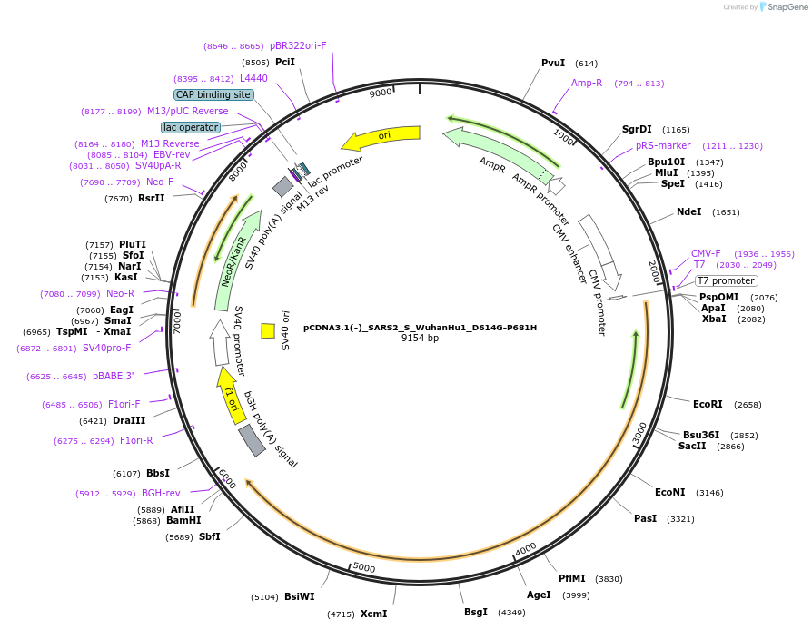 257082-plasmid-map-sequence-id-514972