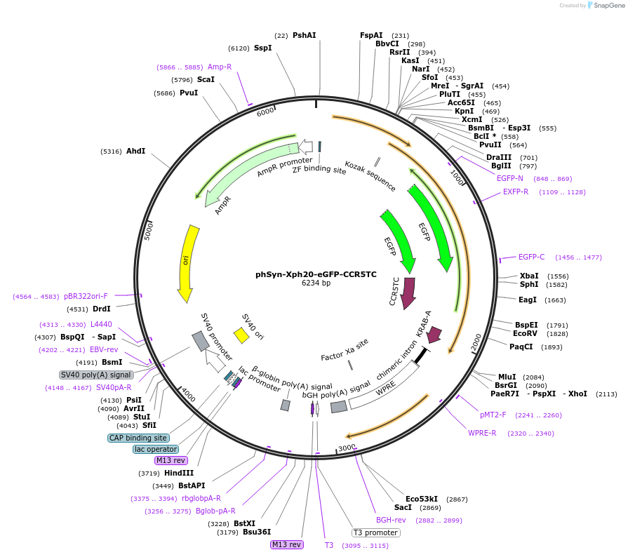 255756-plasmid-map-sequence-id-514992