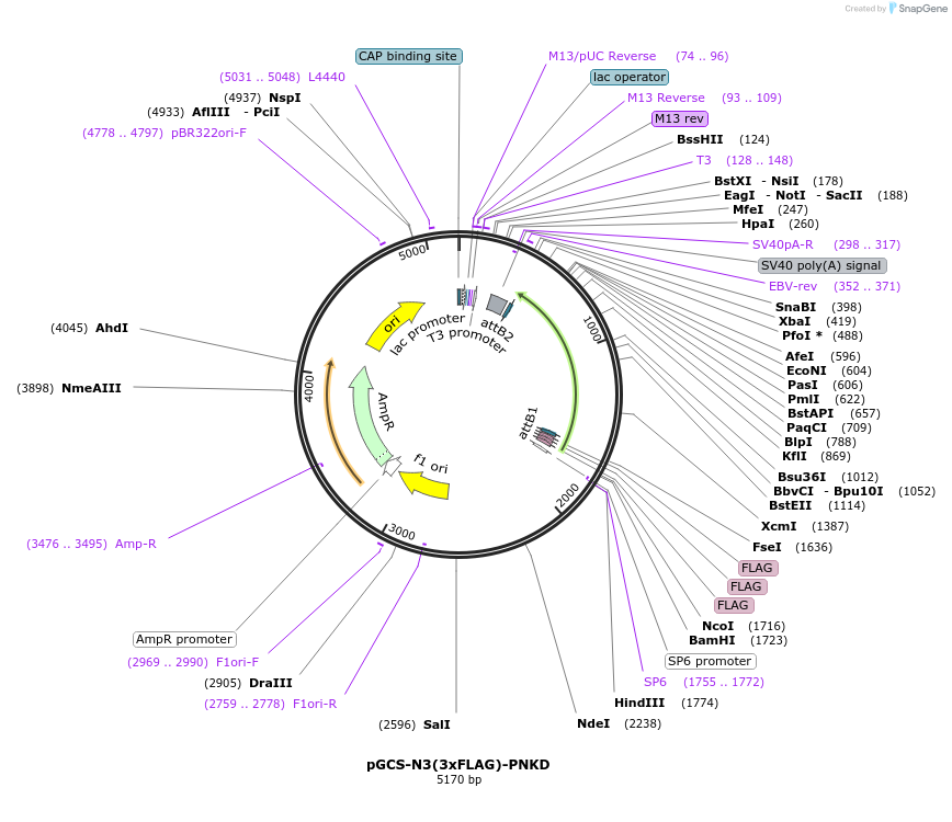 258360-plasmid-map-sequence-id-514997