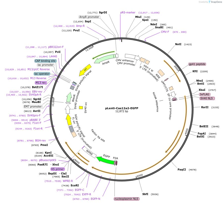 258653-plasmid-map-sequence-id-515050