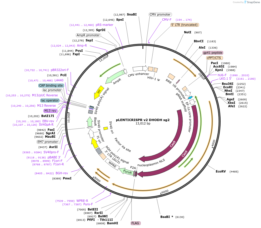 258046-plasmid-map-sequence-id-515066