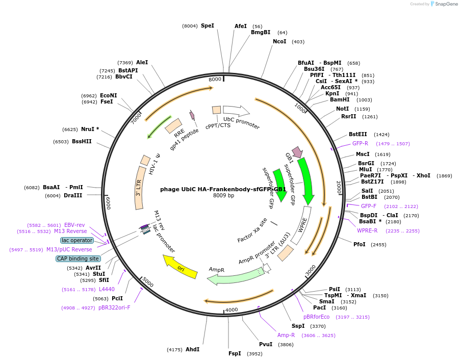 258549-plasmid-map-sequence-id-515071
