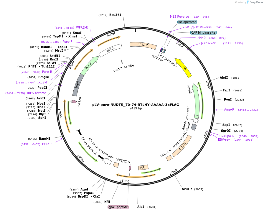 258078-plasmid-map-sequence-id-515072