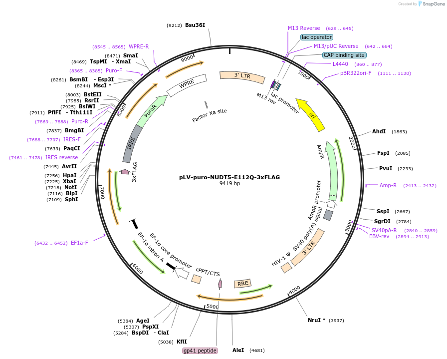 258080-plasmid-map-sequence-id-515074