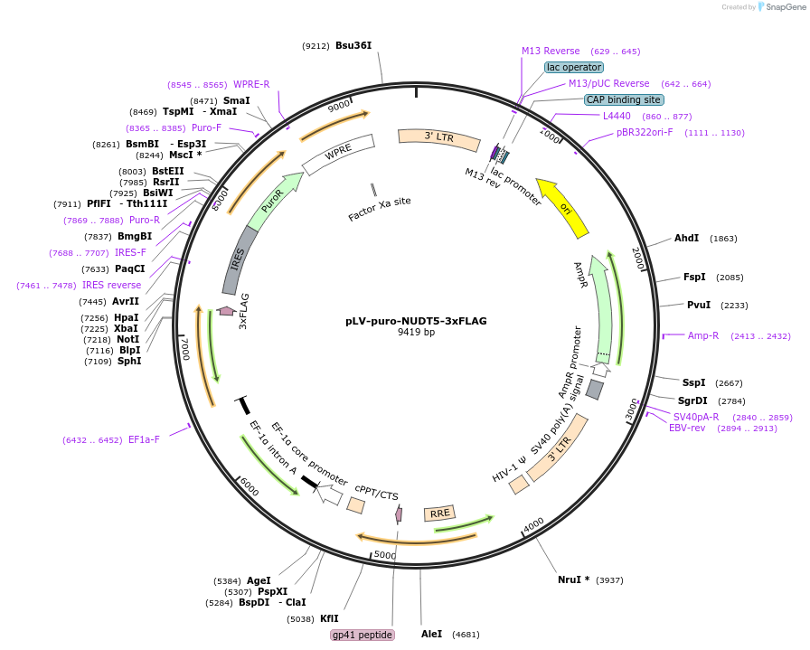 258079-plasmid-map-sequence-id-515075