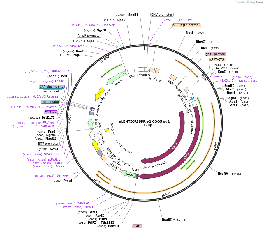 258060-plasmid-map-sequence-id-515091
