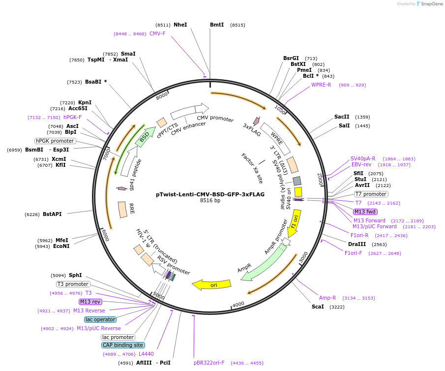 258082-plasmid-map-sequence-id-515092