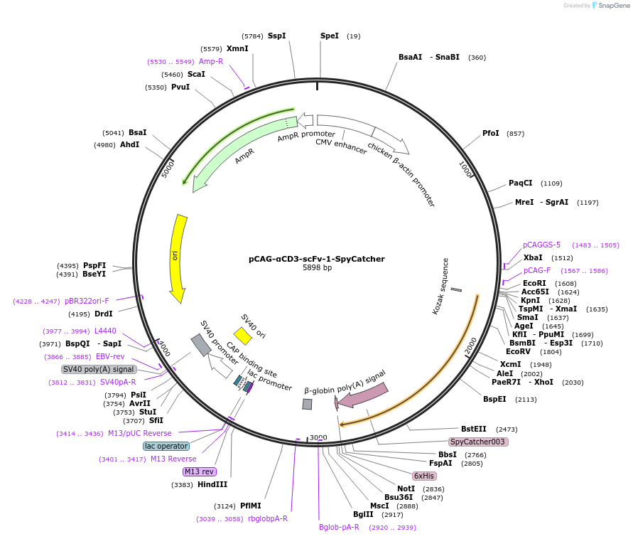 258659-plasmid-map-sequence-id-515100