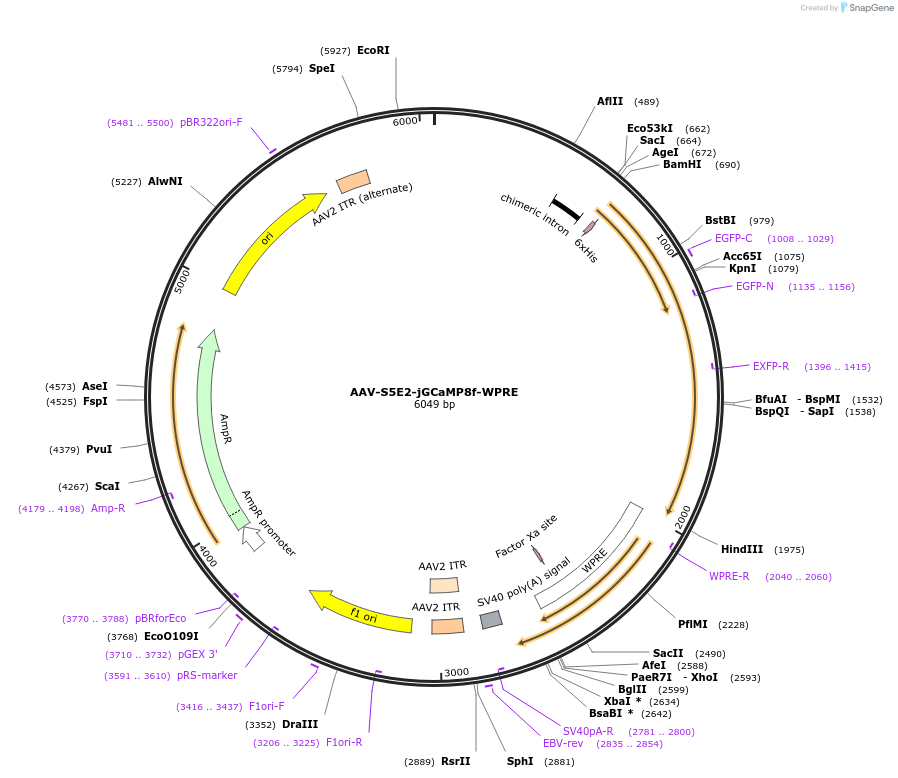 255452-plasmid-map-sequence-id-515110