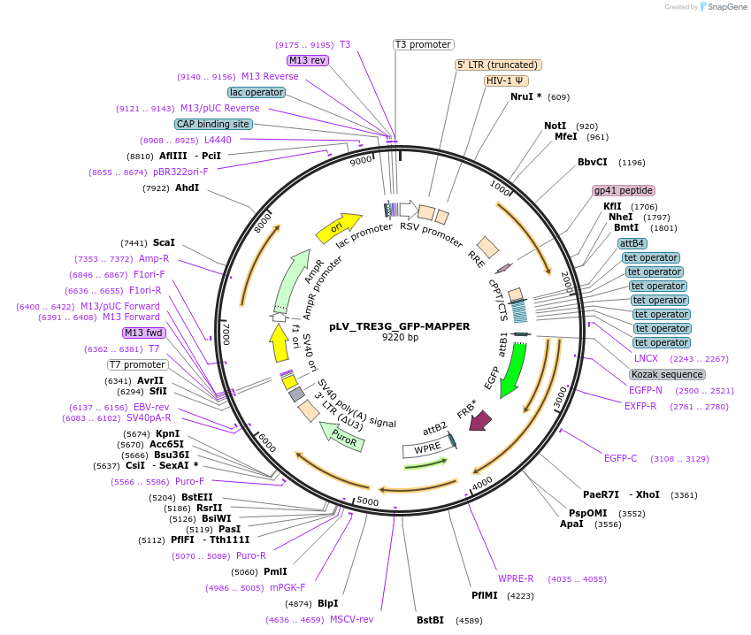 254297-plasmid-map-sequence-id-515138