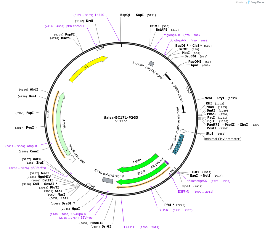 203012-plasmid-map-sequence-id-515156