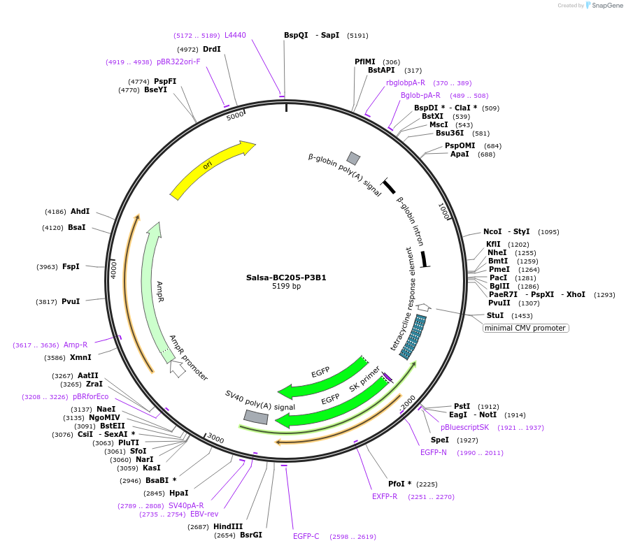 203046-plasmid-map-sequence-id-515161