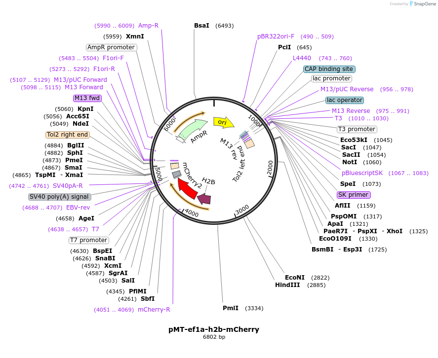 515179_map