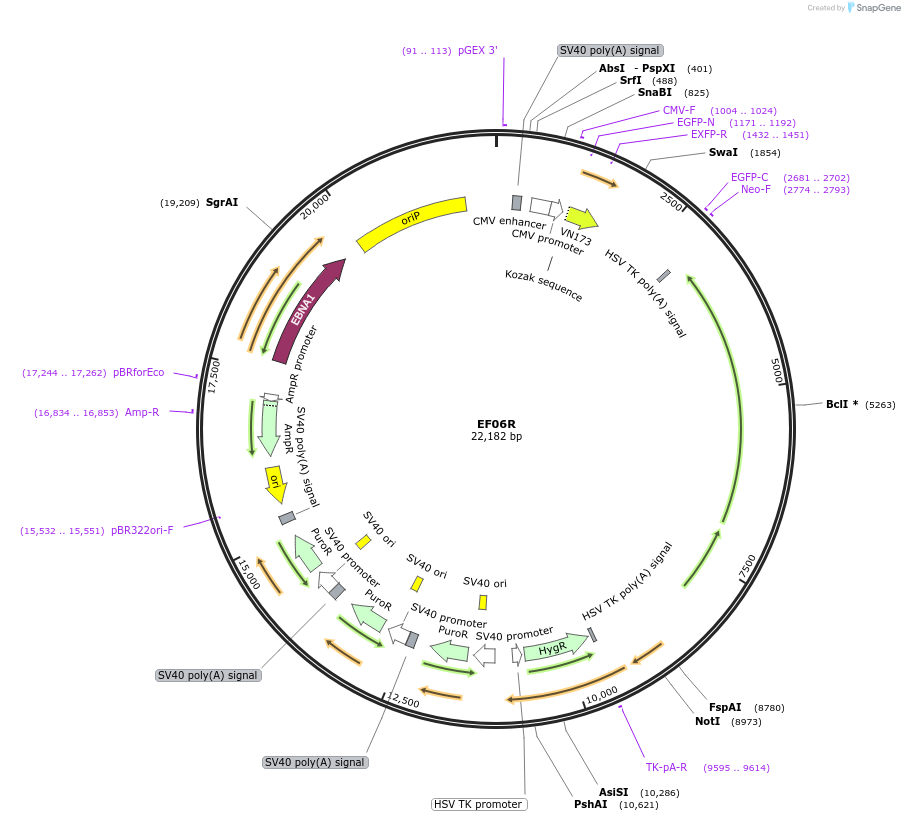 42940-plasmid-map-sequence-id-515236