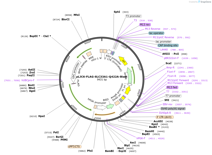 257606-plasmid-map-sequence-id-515246
