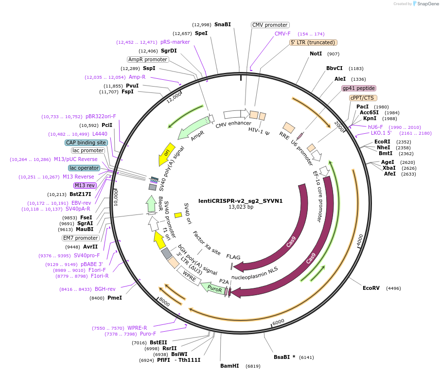 257611-plasmid-map-sequence-id-515250