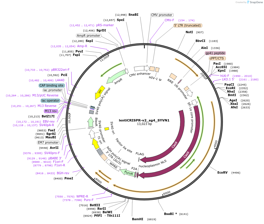257612-plasmid-map-sequence-id-515251