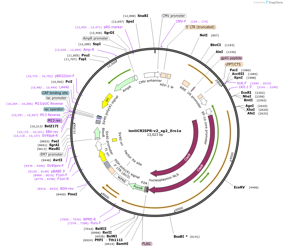 257614-plasmid-map-sequence-id-515254